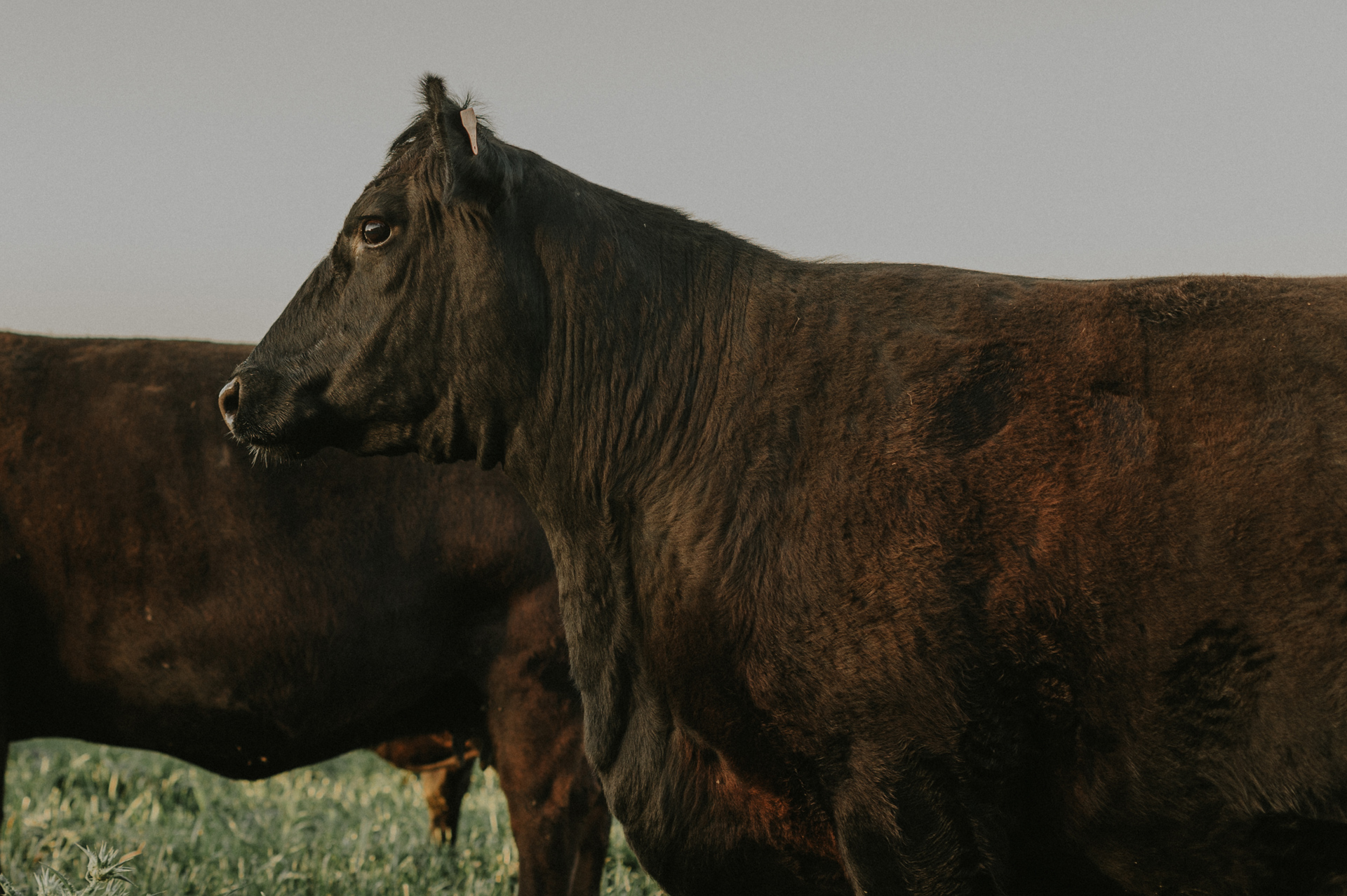 la musona raca aberdeen angus osona carn vedella gurmet