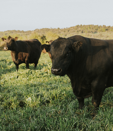 Vedella 100% Aberdeen Angus