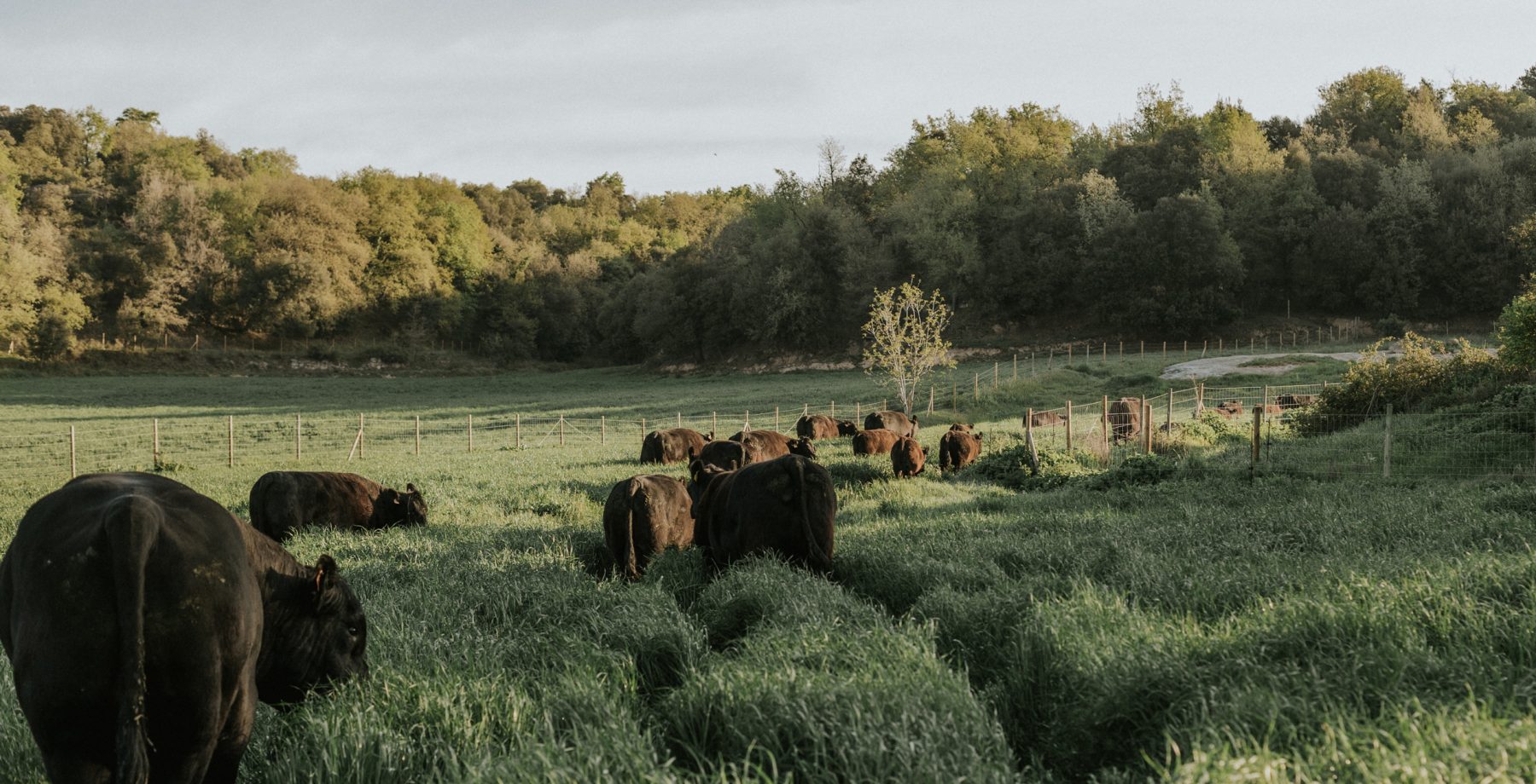 la musona angus camp masies de roda