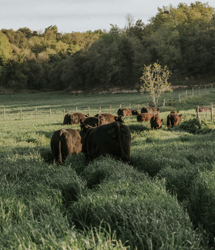 Ramaderia Extensiva - Nosaltres