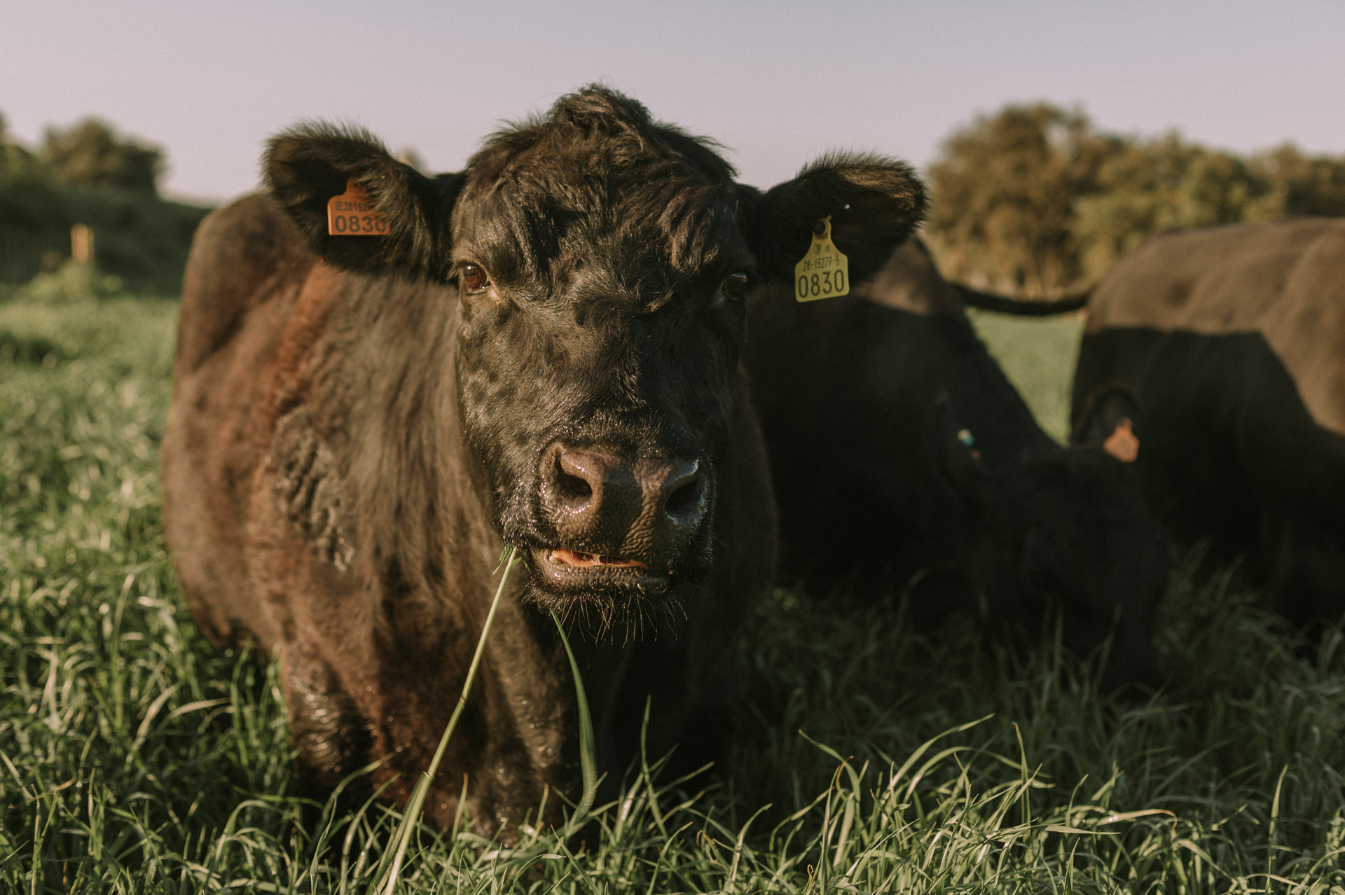 vedella la musona aberdeen angus osona