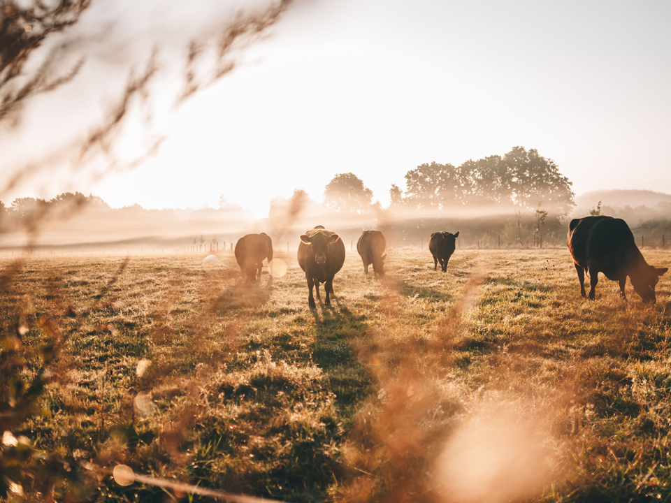 la musona tardor angus osona estofat camps amb boira vedella ternera beef